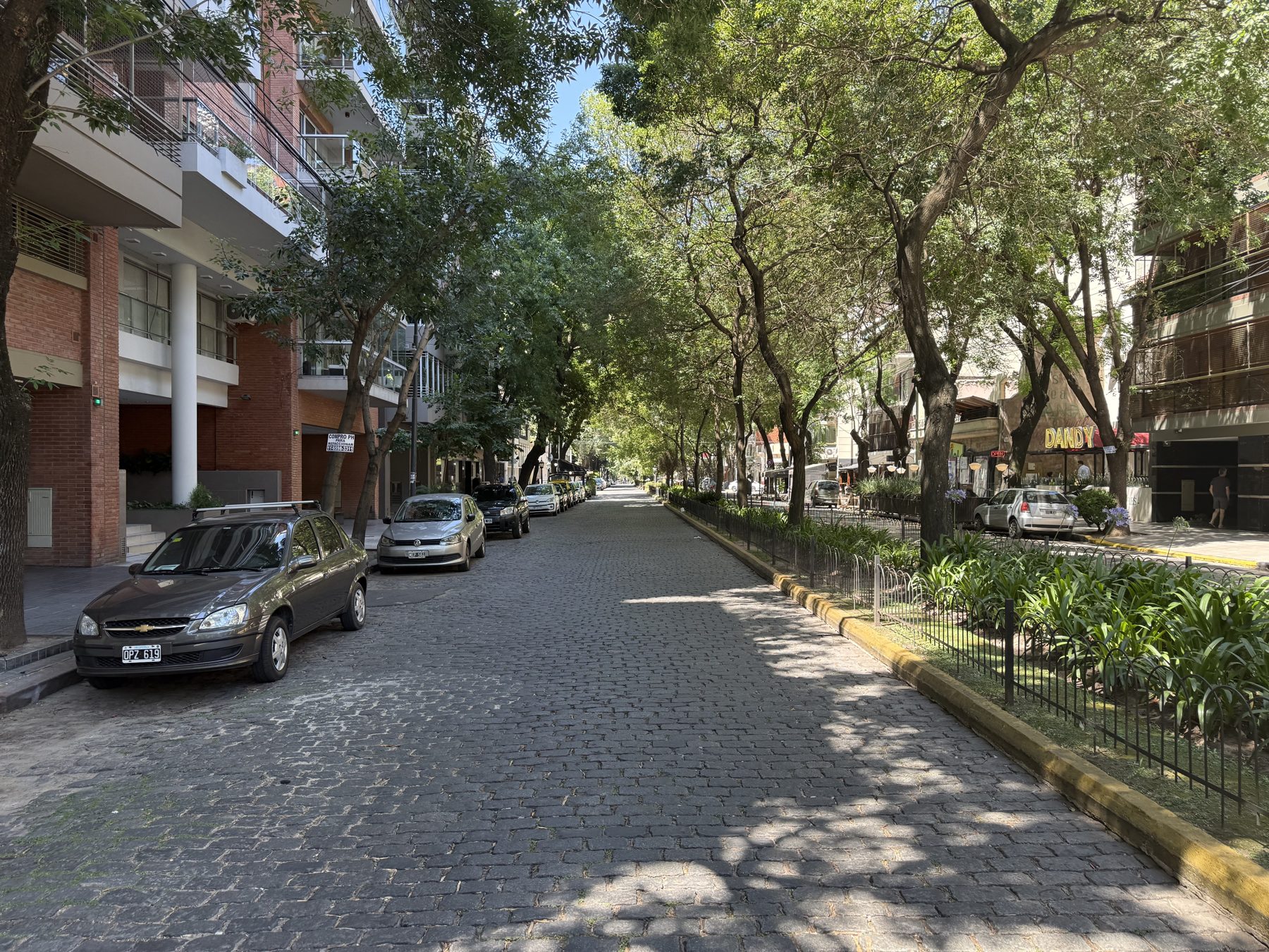 Tree canopy on the street